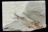 Cretaceous Fossil Fish (Armigatus) - Lebanon #77122-1